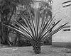 Sharon Ya’ari: Agave, Hadera, 2012. Courtesy: Sommer Contemporary Tel Aviv.