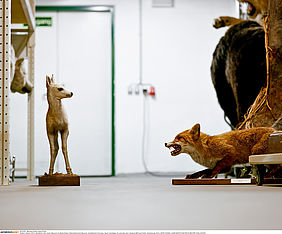 Klaus Pichler: Fuchs und Rehkitz im Naturhistorischen Museum (2010). (c) Klaus Pichler / ANZENBERGERAGENCY.