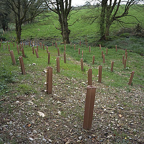 Anthony Haughey: Plantation, Armagh / Louth Border, aus der Serie / from the series: Disputed Territory, 2006.